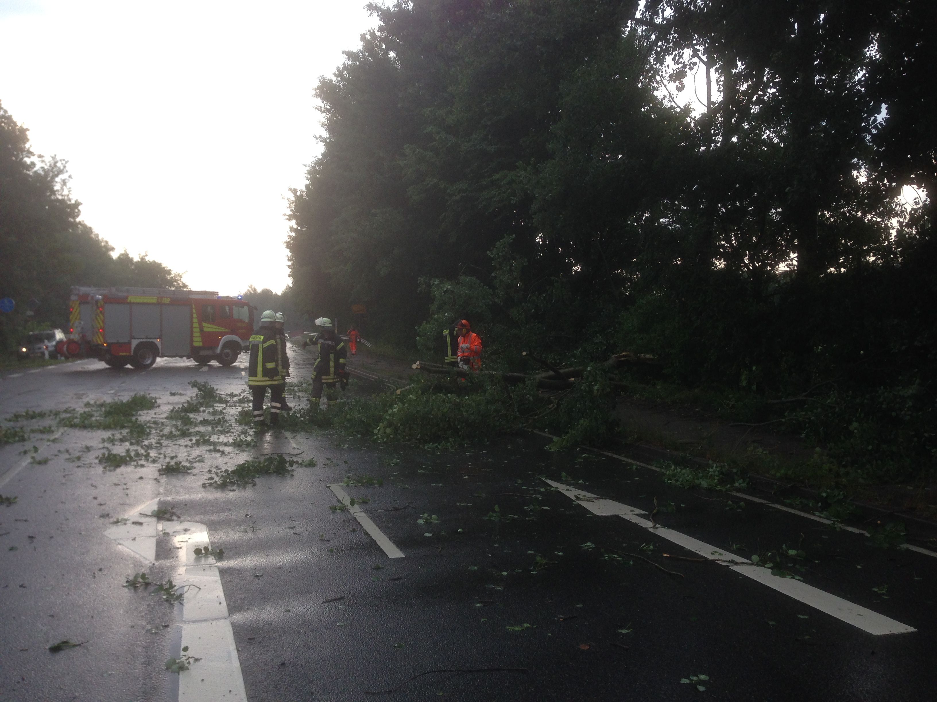 Baum auf Straße Baum auf Straße