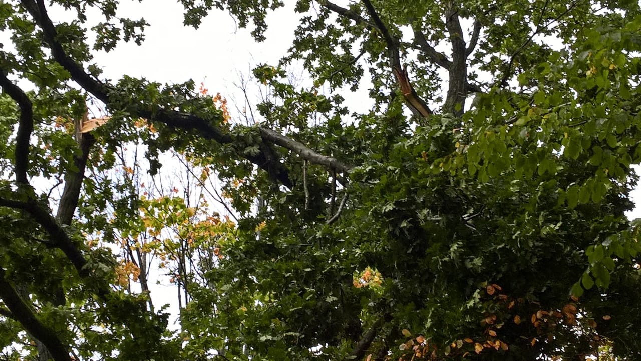 Droht zu Fallen Baum Droht zu Fallen Baum