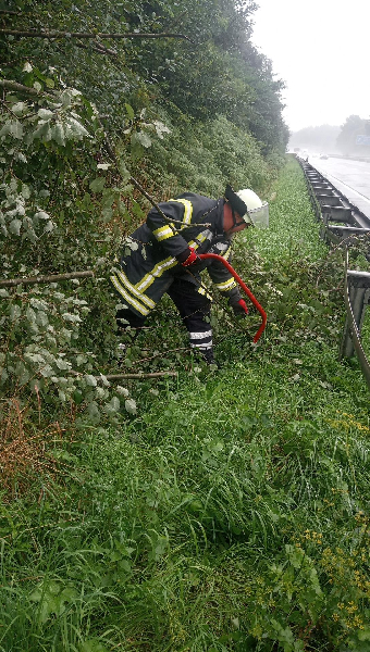 Droht zu Fallen Baum Droht zu Fallen Baum