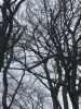 Droht zu Fallen Baum